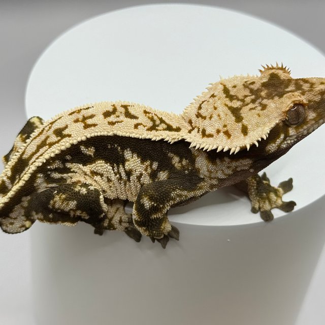 노멀 풀핀 트라이 핀스트라이프 슈퍼스트라이프