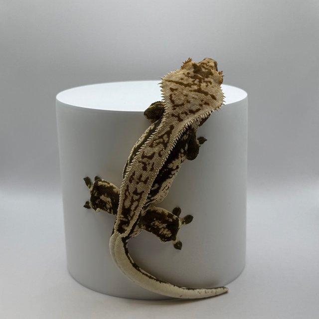 노멀 풀핀 트라이 핀스트라이프 슈퍼스트라이프