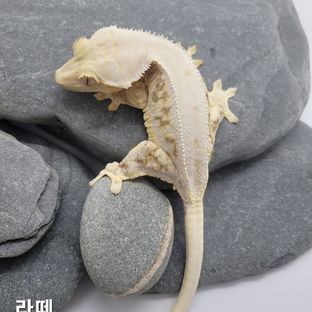 라떼
