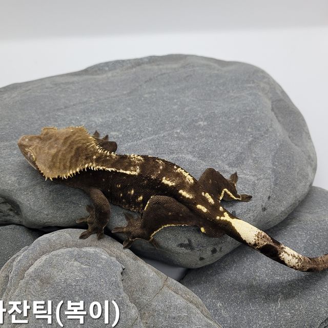 아잔틱
