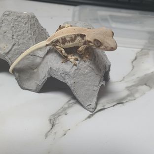 꿀