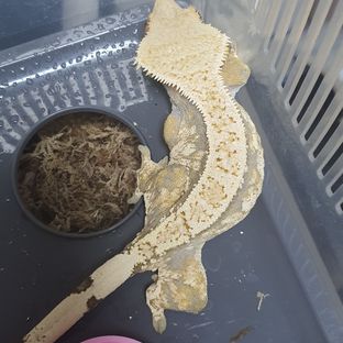 루루
