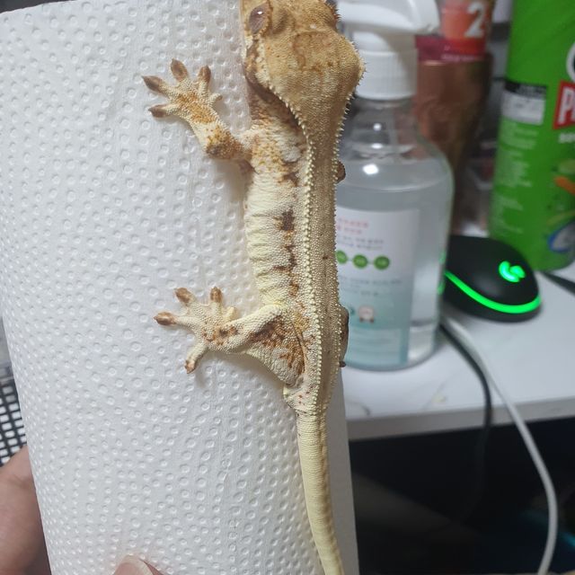 릴리화이트 트라이
