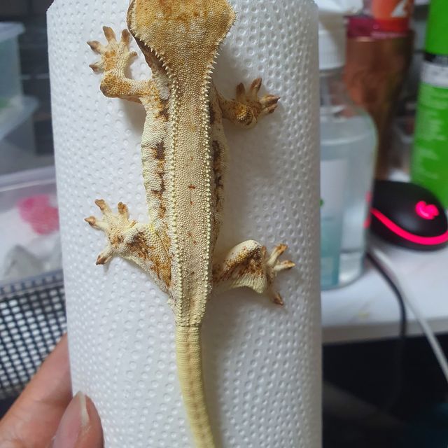 릴리화이트 트라이
