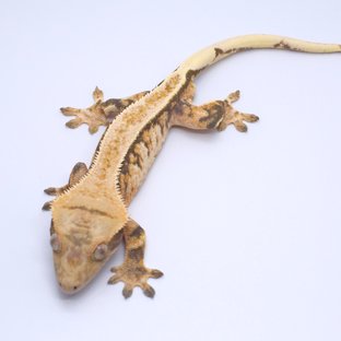 텐저린 풀핀 트라이 익스트림할리퀸