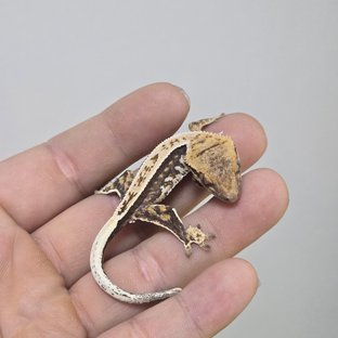 노멀 쿼드 풀핀 트라이