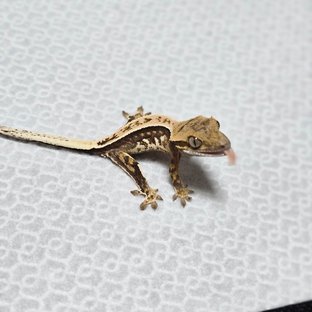 노멀 쿼드 풀핀 트라이