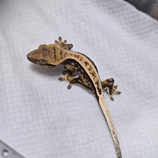 노멀 쿼드 풀핀 트라이