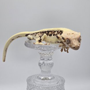 솔리드백 릴리화이트