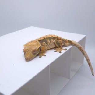 노멀 텐저린 트라이 익스트림할리퀸