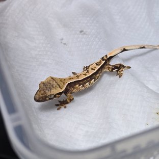 노멀 쿼드 트라이