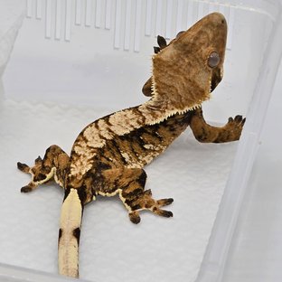 노멀 트라이 익스트림할리퀸