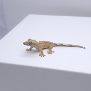 옐로우 벅스킨