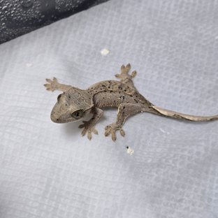 슈퍼달마시안 달마시안