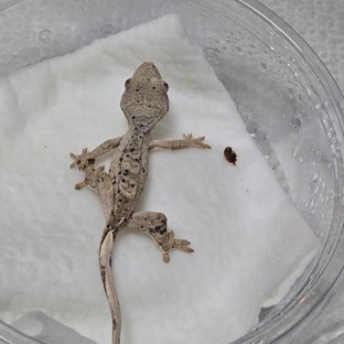 슈퍼달마시안 달마시안