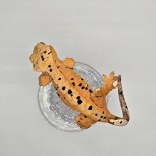 슈퍼달마시안 달마시안