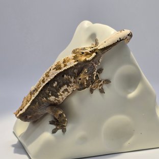 풀핀 트라이 익스트림할리퀸