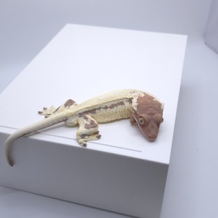 프라푸치노