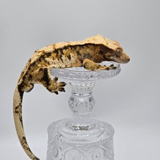 텐저린 트라이 익스트림할리퀸