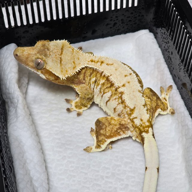 노멀 트라이 익스트림할리퀸