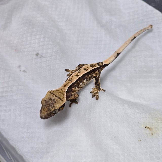 노멀 쿼드 트라이