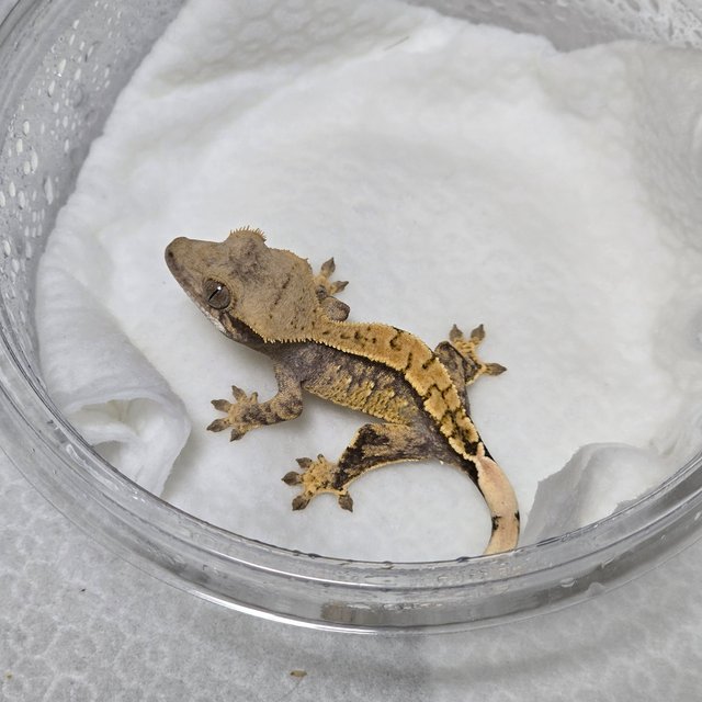 노멀 텐저린 트라이 익스트림할리퀸