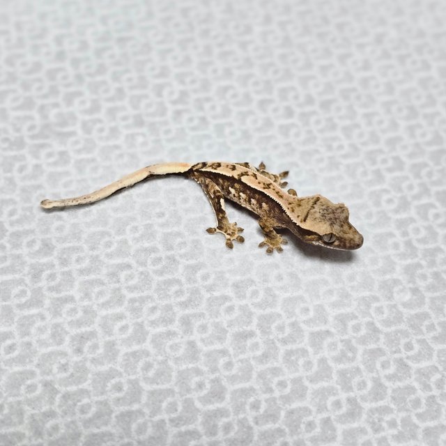 노멀 쿼드 트라이