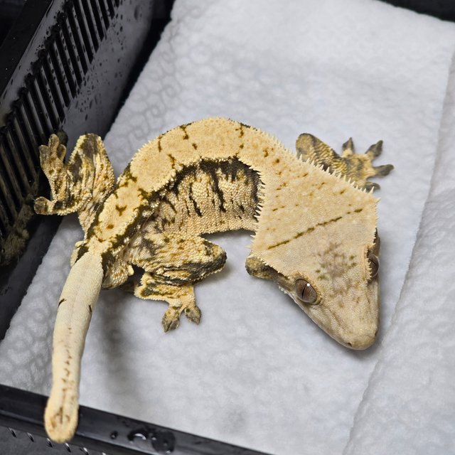 노멀 트라이 익스트림할리퀸