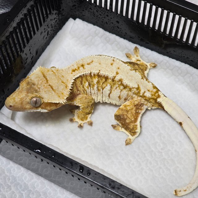 노멀 트라이 익스트림할리퀸