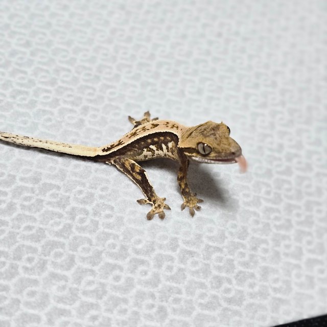 노멀 쿼드 풀핀 트라이