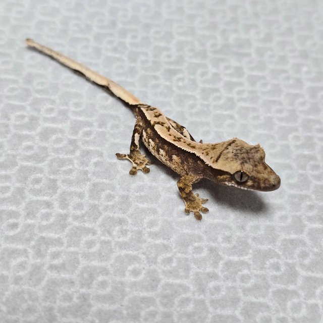 노멀 쿼드 트라이