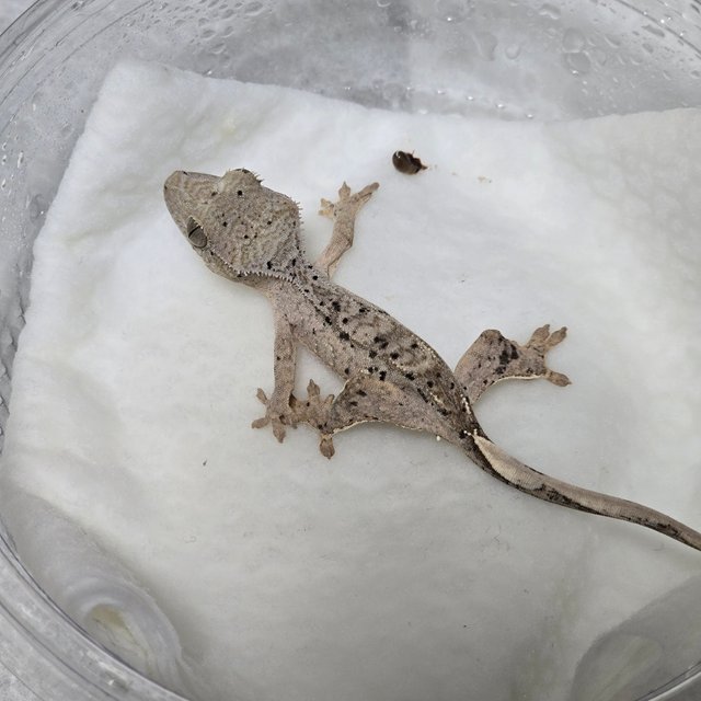 슈퍼달마시안 달마시안