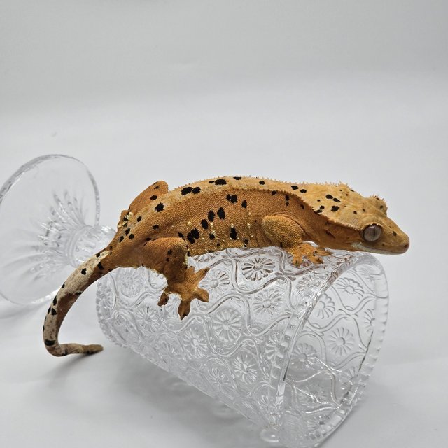 슈퍼달마시안 달마시안