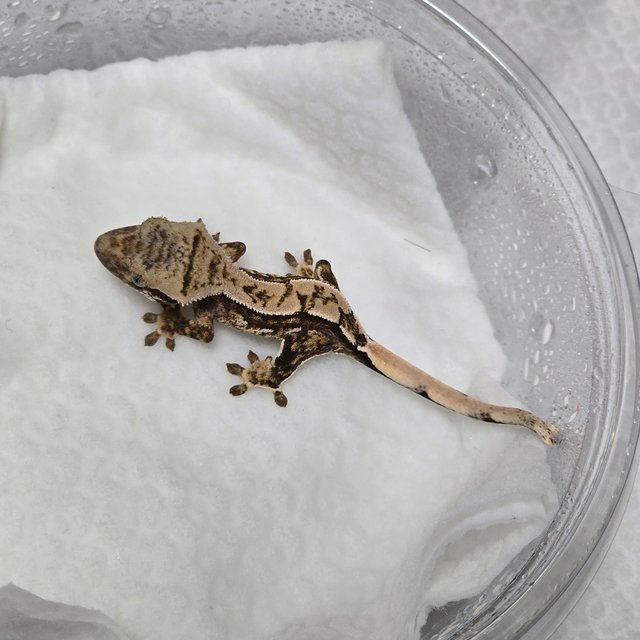 노멀 풀핀 쿼드 트라이 익스트림할리퀸