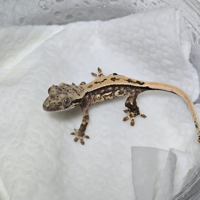 노멀 쿼드 풀핀 트라이 익스트림할리퀸