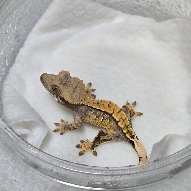 노멀 텐저린 트라이 익스트림할리퀸