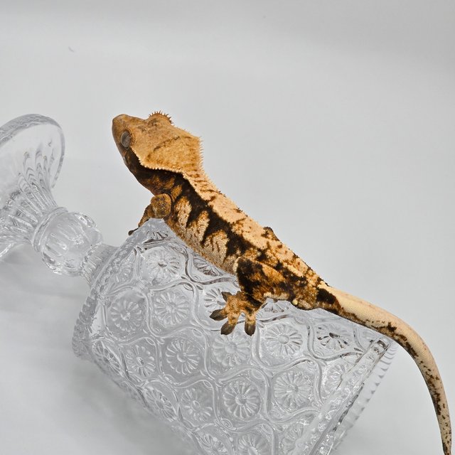 텐저린 트라이 익스트림할리퀸