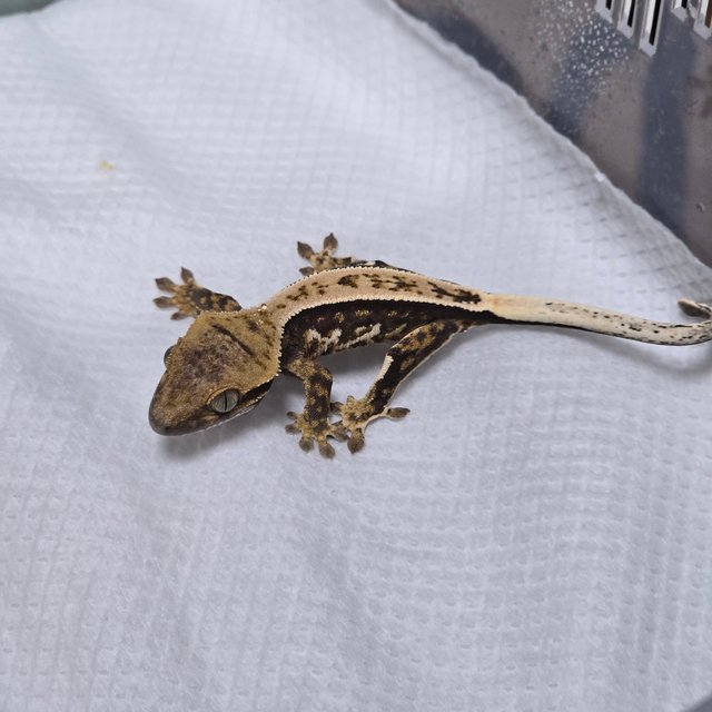 노멀 쿼드 풀핀 트라이