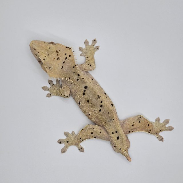 슈퍼달마시안 달마시안