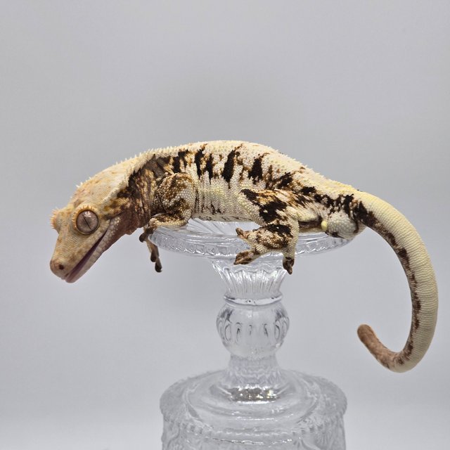 트라이 릴리화이트