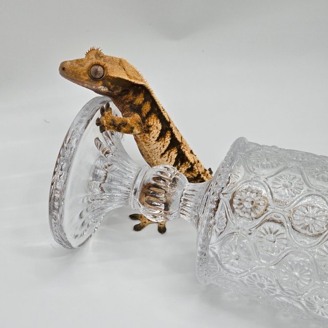 텐저린 트라이 익스트림할리퀸