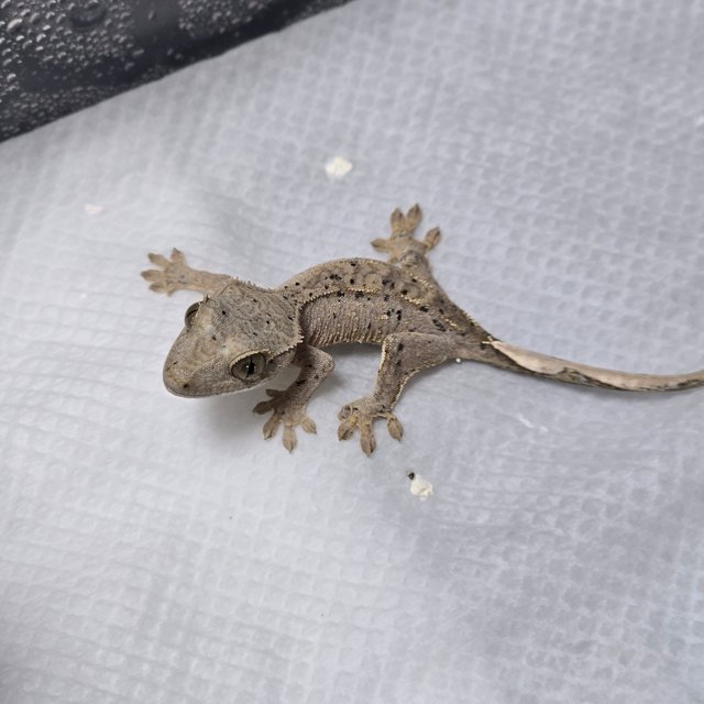 슈퍼달마시안 달마시안