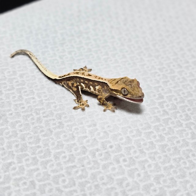 노멀 쿼드 풀핀 트라이