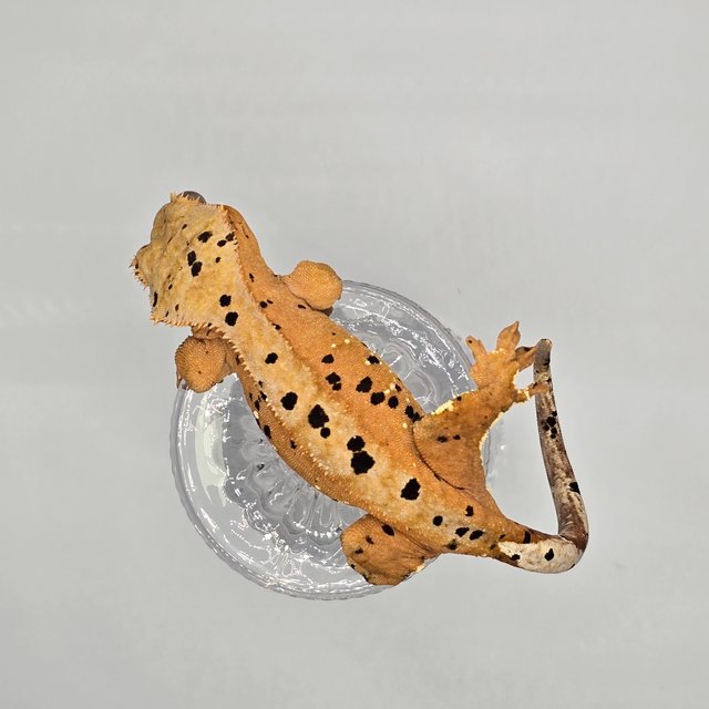 슈퍼달마시안 달마시안