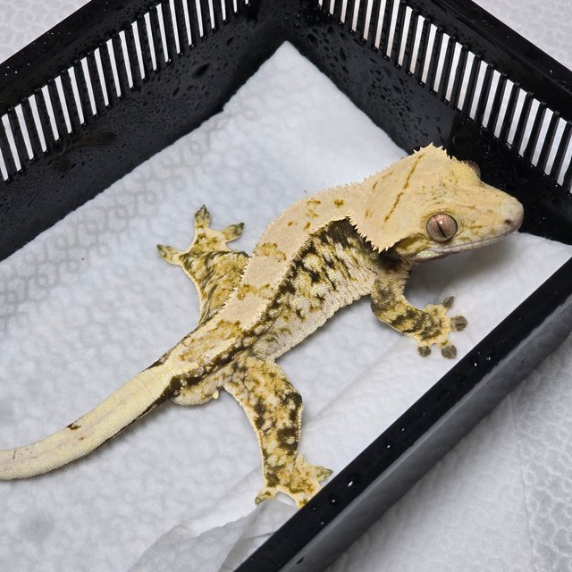 노멀 풀핀 드리피 화이트스팟 트라이 익스트림할리퀸