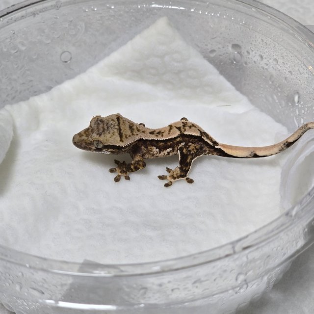 노멀 풀핀 쿼드 트라이 익스트림할리퀸