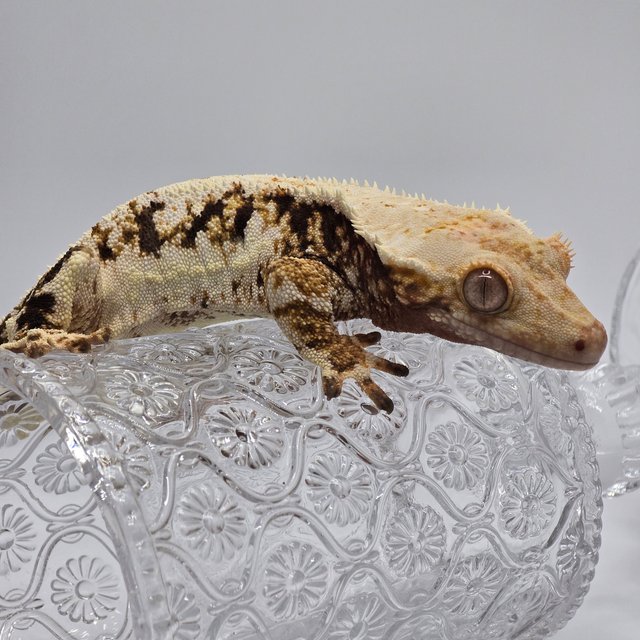 트라이 릴리화이트