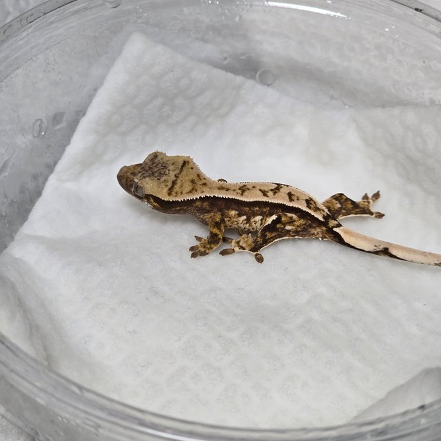 노멀 풀핀 쿼드 트라이 익스트림할리퀸