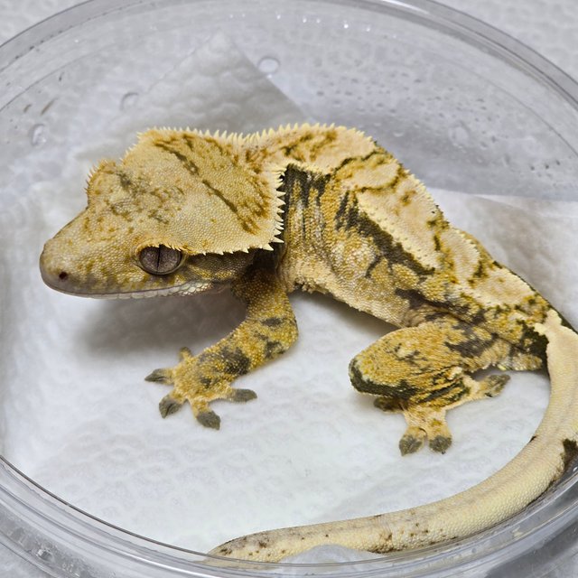 노멀 트라이 익스트림할리퀸