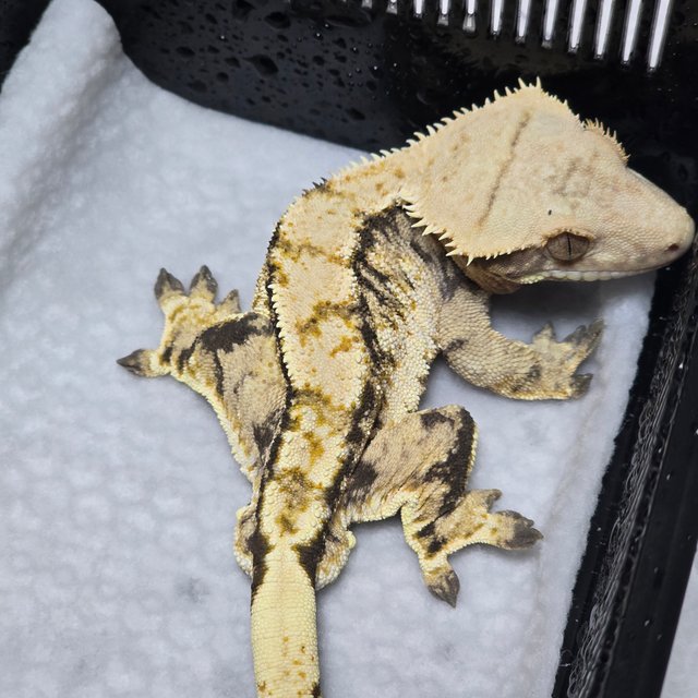 노멀 트라이 익스트림할리퀸